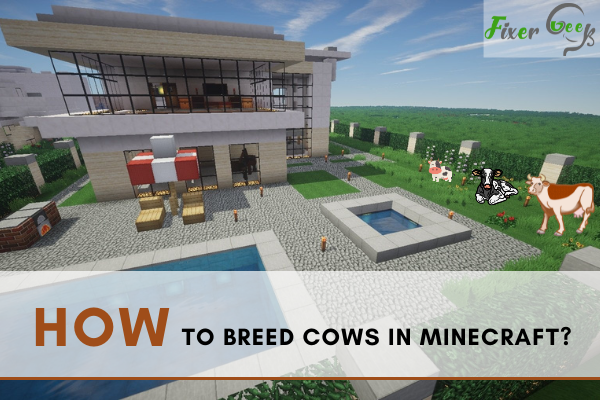 Breed cows in Minecraft