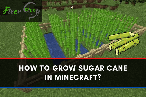 Grow sugar cane in Minecraft